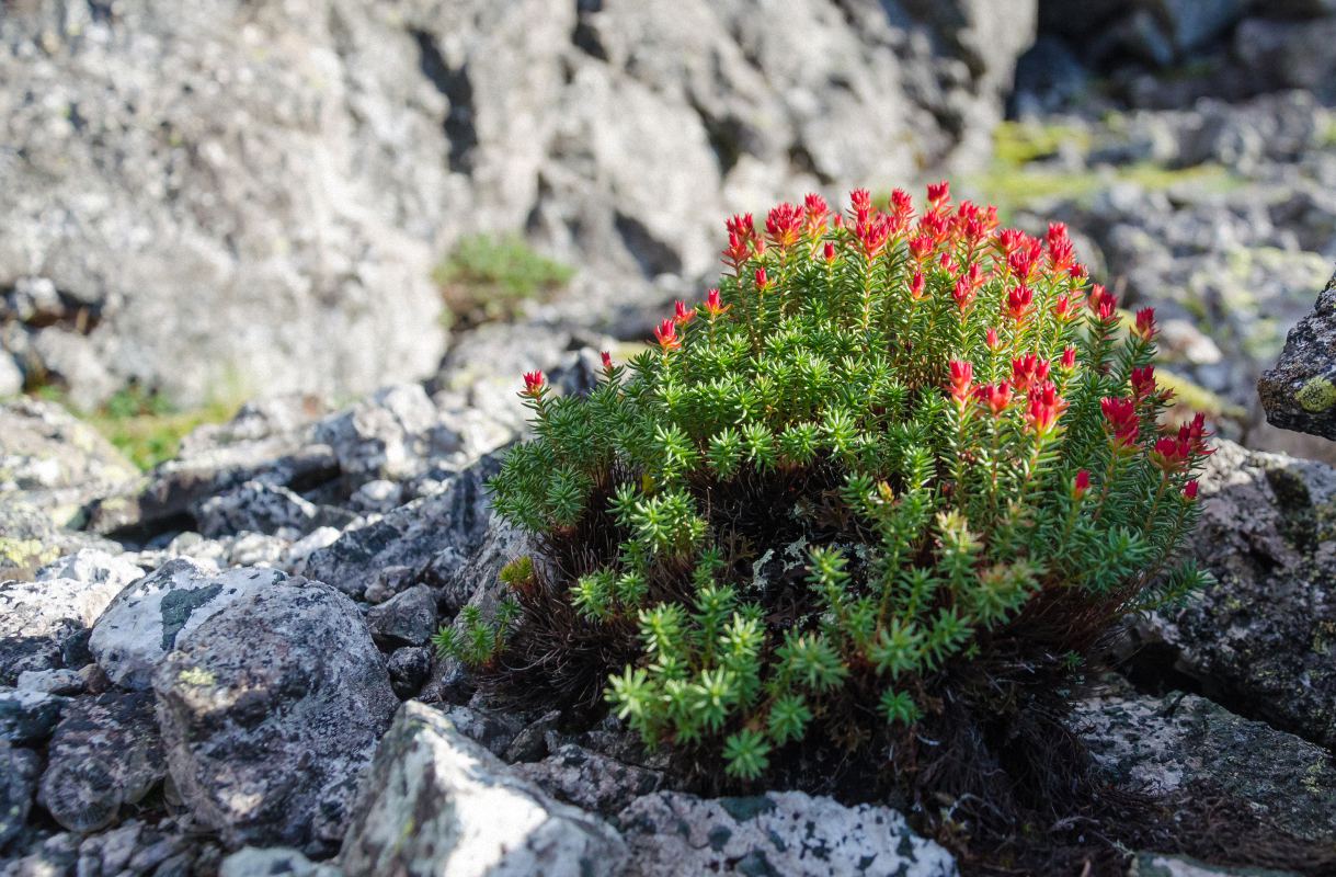 Изображение особи Rhodiola quadrifida.