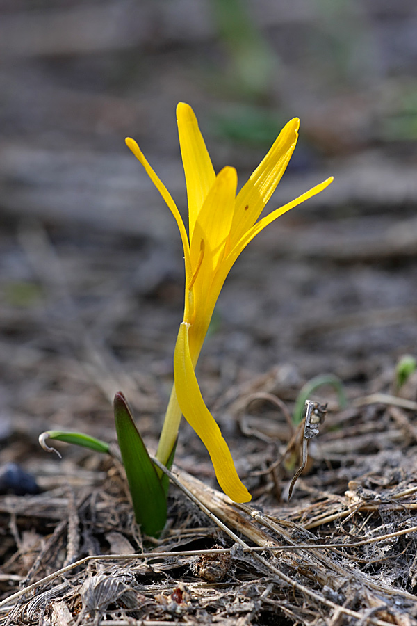 Image of Colchicum luteum specimen.