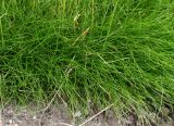 Festuca gautieri