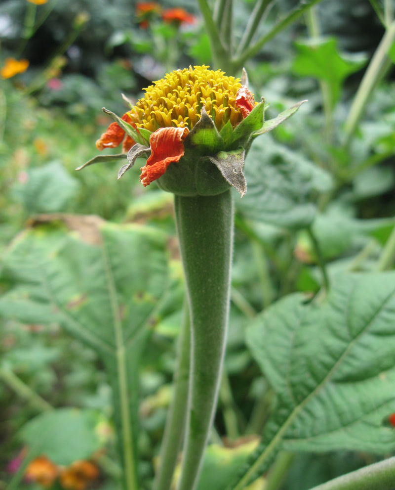 Image of Tithonia rotundifolia specimen.