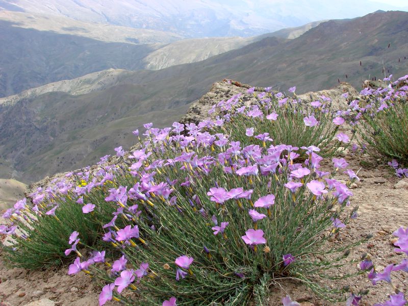 Image of Linum olgae specimen.