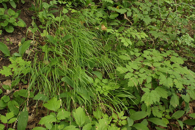 Image of Melica nutans specimen.