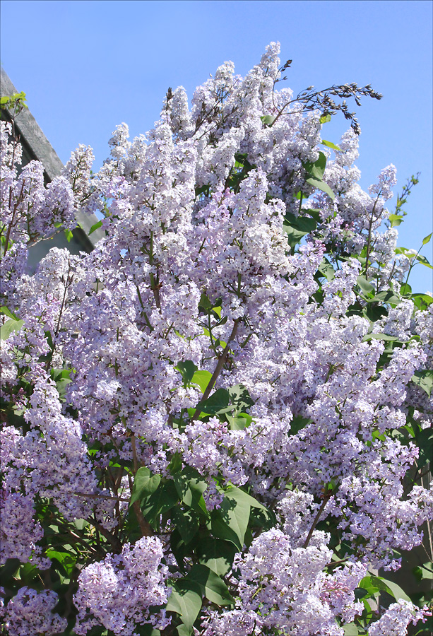 Image of Syringa vulgaris specimen.