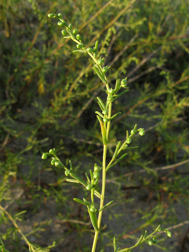 Image of genus Artemisia specimen.