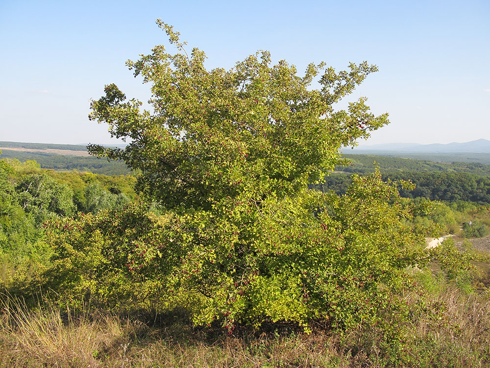 Изображение особи род Crataegus.