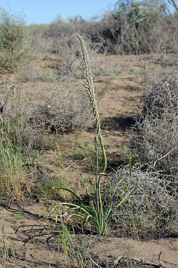 Изображение особи Eremurus inderiensis.