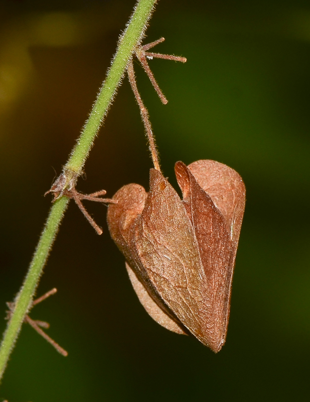 Изображение особи Antigonon leptopus.