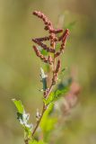 Atriplex tatarica. Верхушка растения с соцветиями. Ростовская обл., Аксайский р-н, окр. хут. Александровка. 13.09.2013.