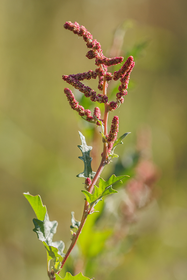 Изображение особи Atriplex tatarica.