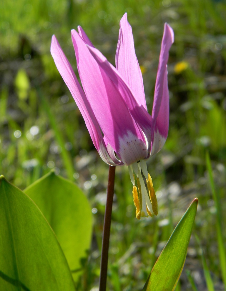 Изображение особи Erythronium sibiricum.