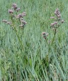 Limonium gmelinii