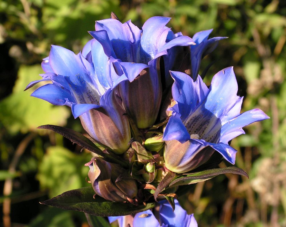 Изображение особи Gentiana scabra.