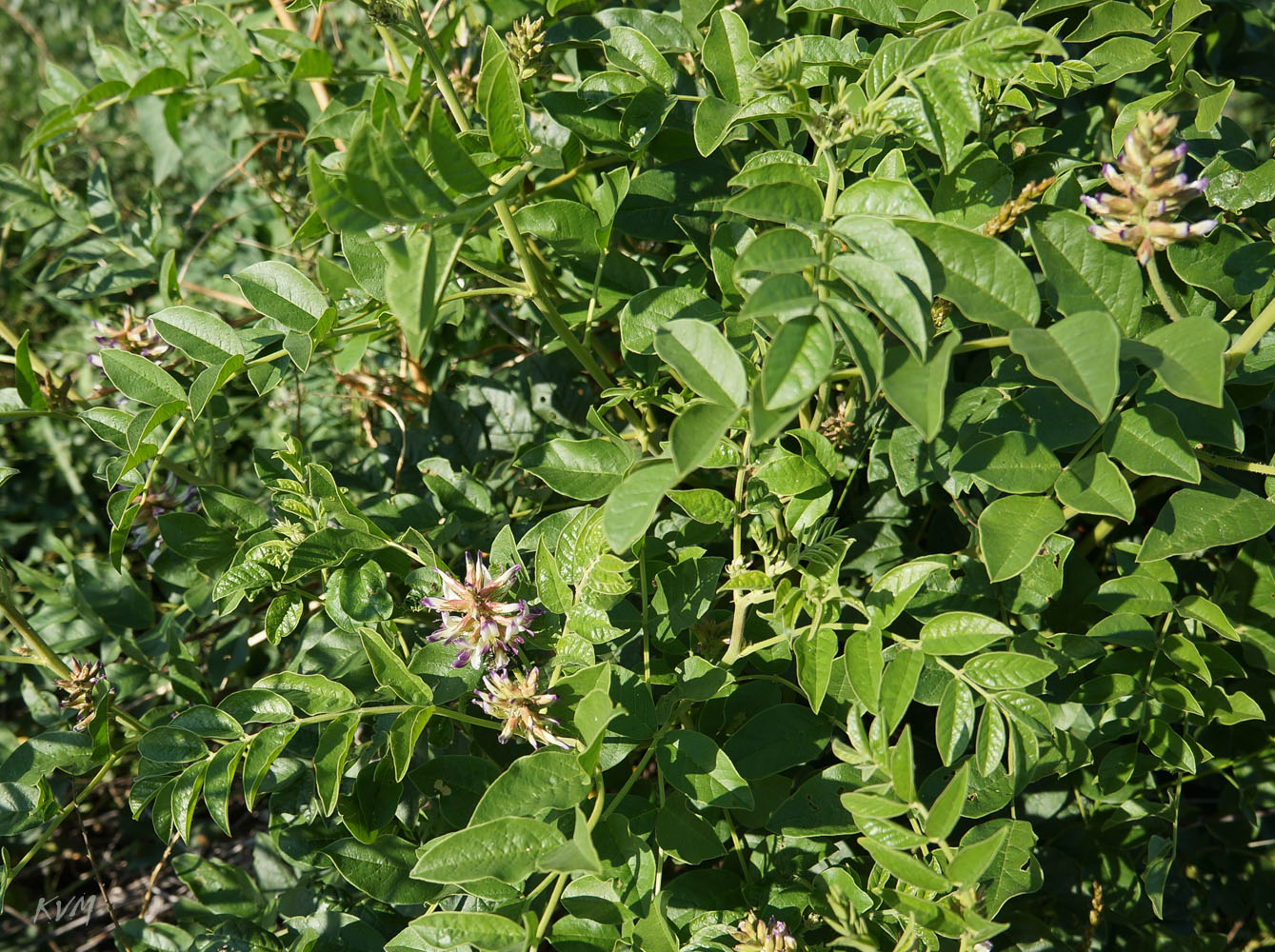 Image of genus Glycyrrhiza specimen.