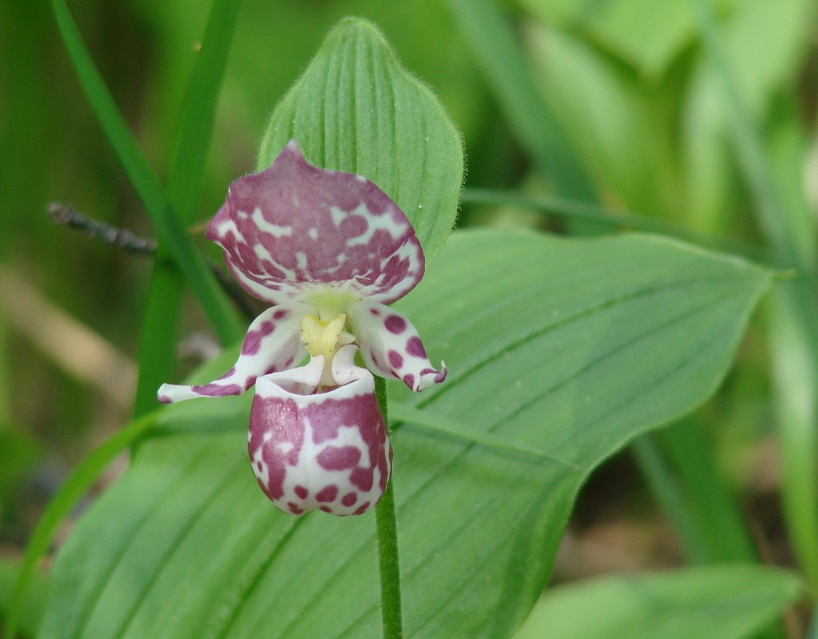 Изображение особи Cypripedium guttatum.