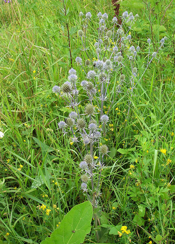 Image of Eryngium planum specimen.