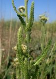 Achillea setacea. Средняя часть побега. Ростовская обл., побережье Таганрогского залива, Беглицкая коса. 09.06.2013.