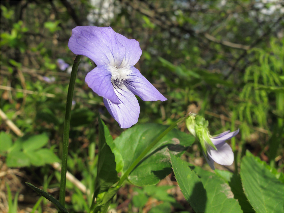 Изображение особи Viola ruppii.