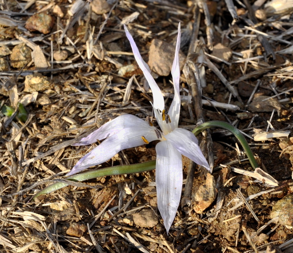 Изображение особи Colchicum chimonanthum.