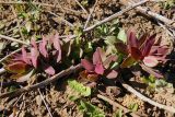 Euphorbia agraria