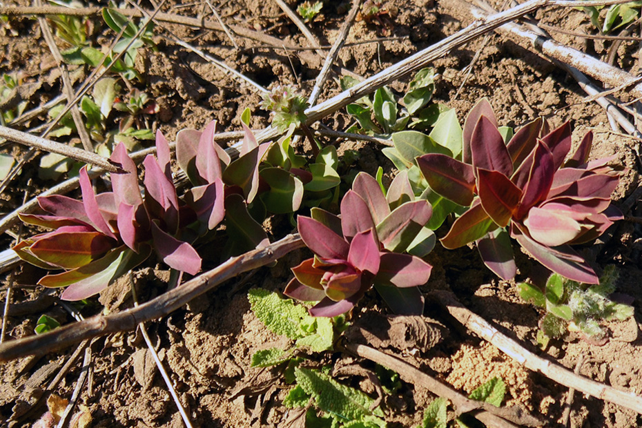 Image of Euphorbia agraria specimen.