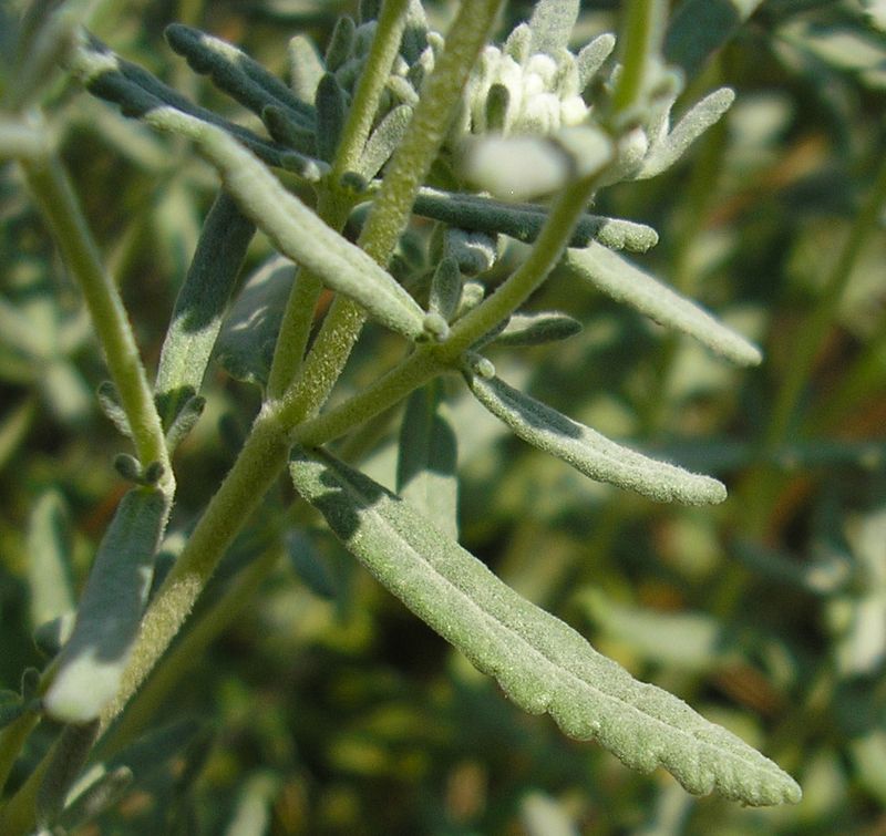 Изображение особи Teucrium capitatum.