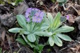 Primula denticulata