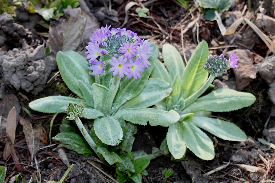 Image of Primula denticulata specimen.