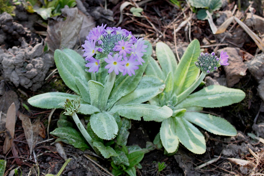 Изображение особи Primula denticulata.