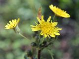 Sonchus oleraceus