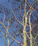 Cercis chinensis. Часть кроны растения выходящего из состояния зимнего покоя. Германия, г. Дюссельдорф, Ботанический сад университета. 13.03.2014.