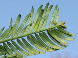 Cephalotaxus variety drupacea