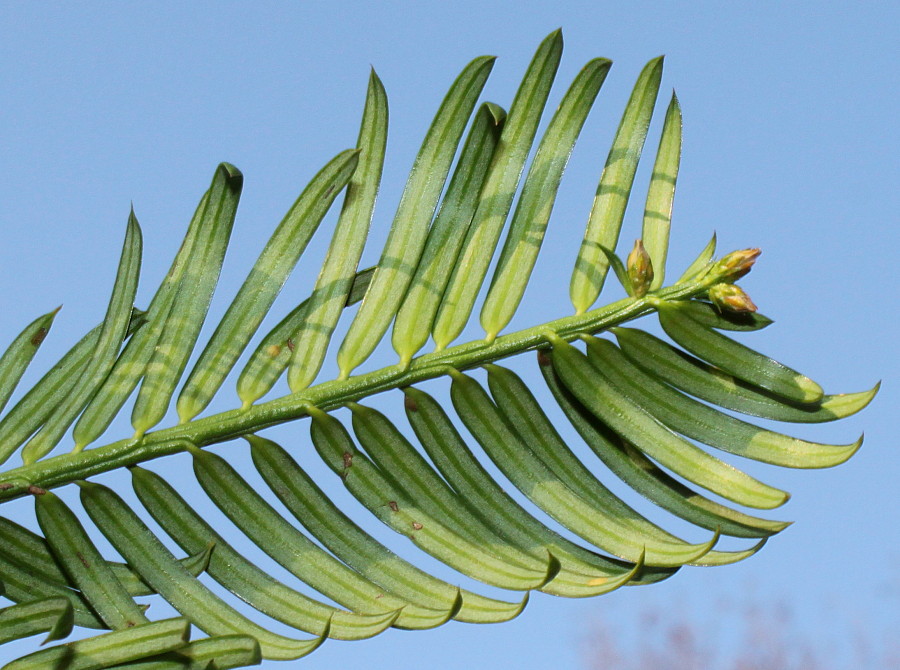 Изображение особи Cephalotaxus harringtonia var. drupacea.