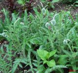 Papaver orientale