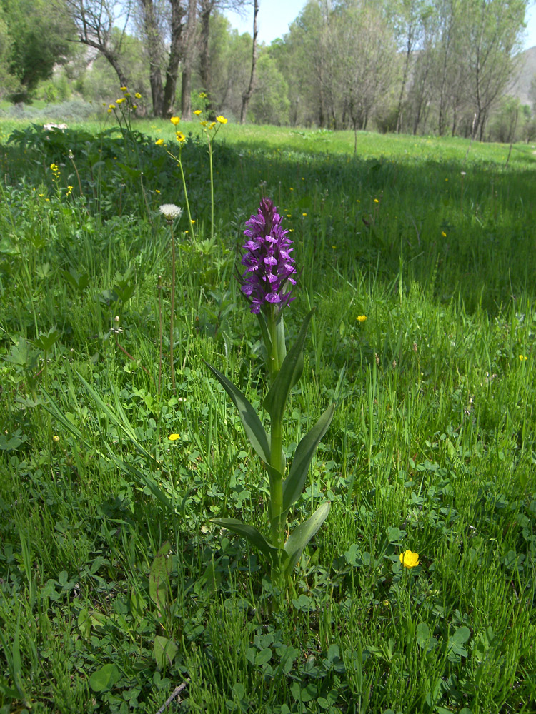 Изображение особи Dactylorhiza umbrosa.