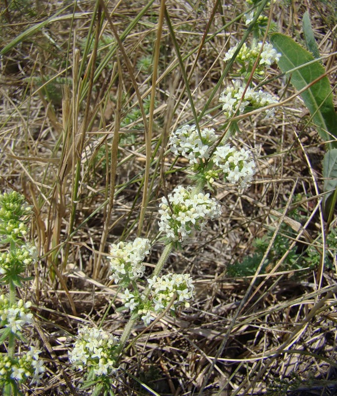 Image of Galium humifusum specimen.