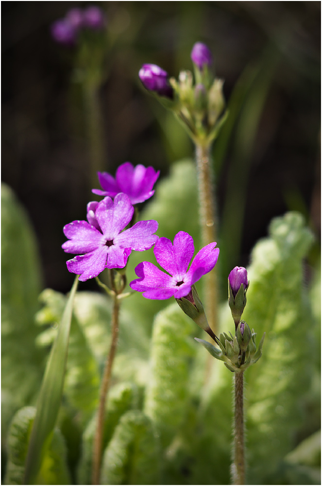 Изображение особи Primula cortusoides.