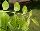Phellodendron japonicum. Верхняя часть молодого листа. Германия, г. Дюссельдорф, Ботанический сад университета. 04.05.2014.