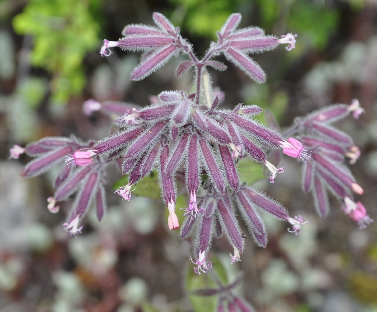 Image of Saponaria glutinosa specimen.