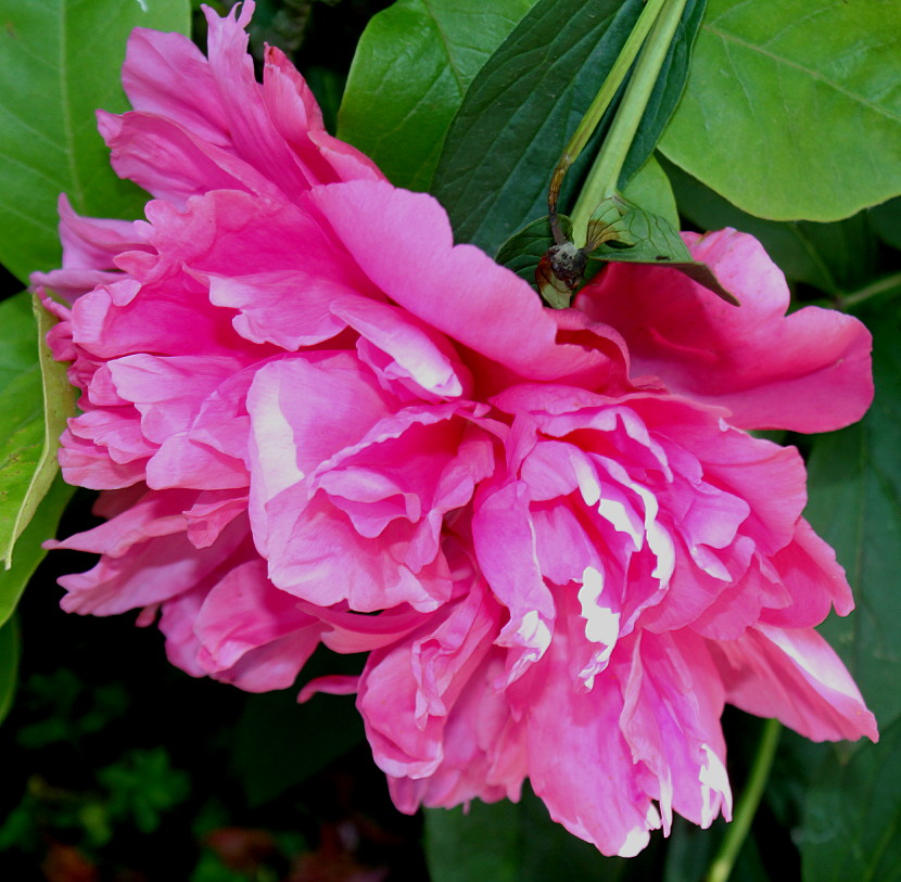 Image of Paeonia lactiflora specimen.