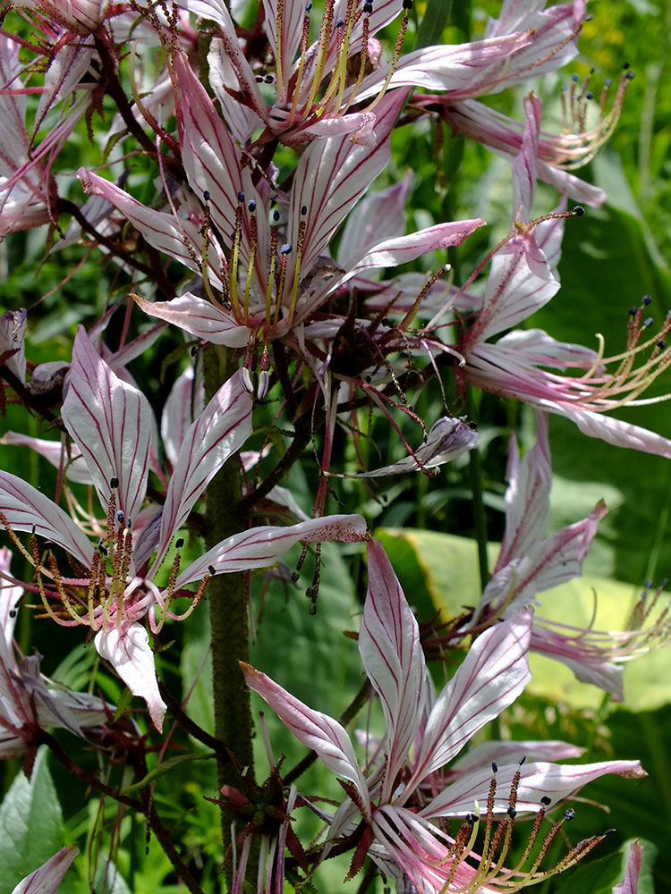 Изображение особи Dictamnus angustifolius.