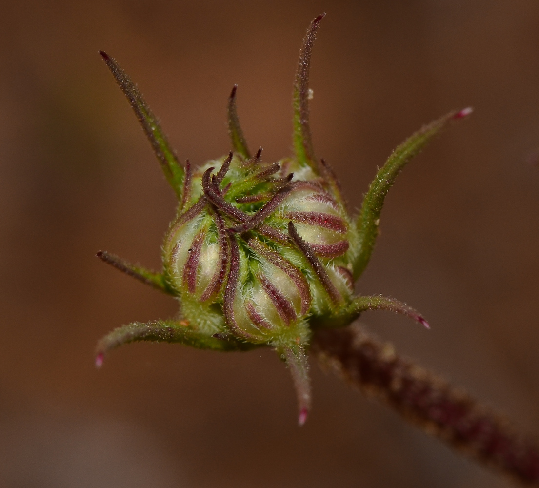 Изображение особи Daucus glaber.