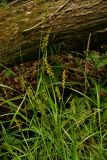 Carex maackii. Плодоносящее растение. Приморский край, Шкотовский р-н, окр. пос. Штыково, левый берег р. Артёмовки, долинный ильмово-ясенёвый лес. 08.07.2014.