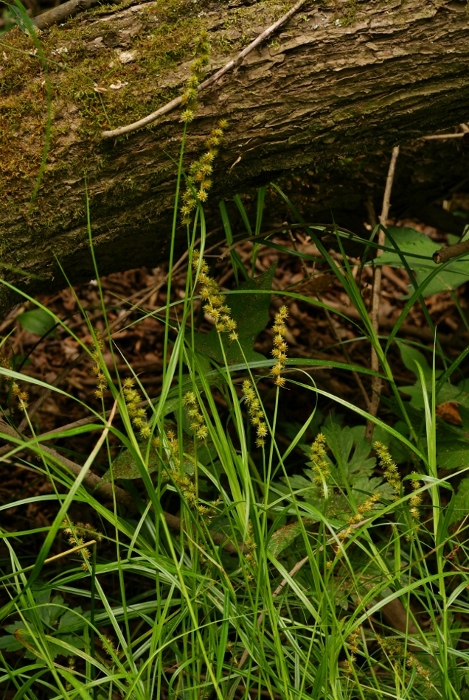 Изображение особи Carex maackii.