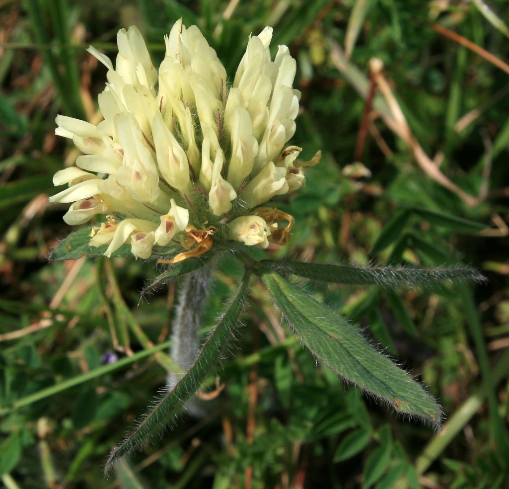 Image of Trifolium trichocephalum specimen.