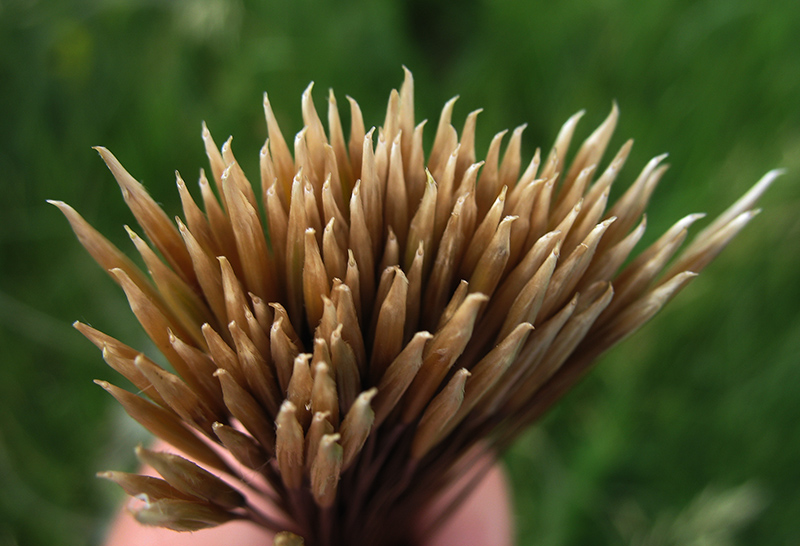 Изображение особи Stipa pennata.