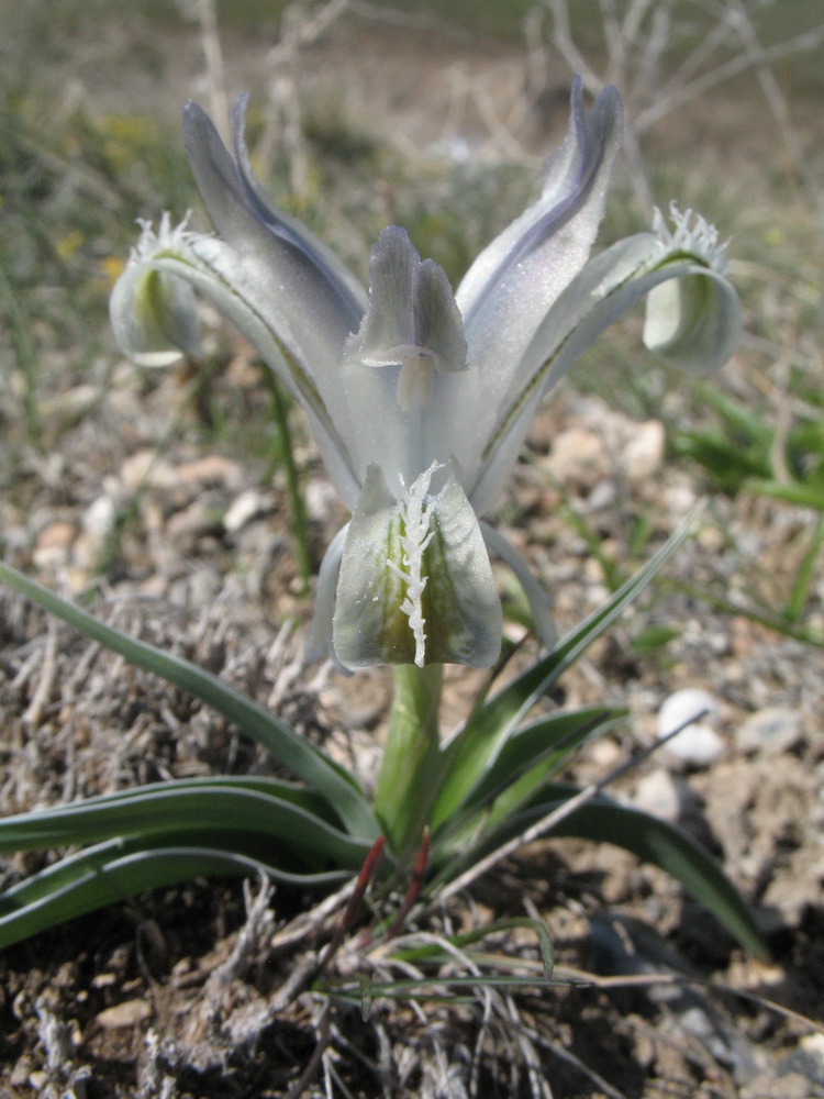 Image of Juno subdecolorata specimen.