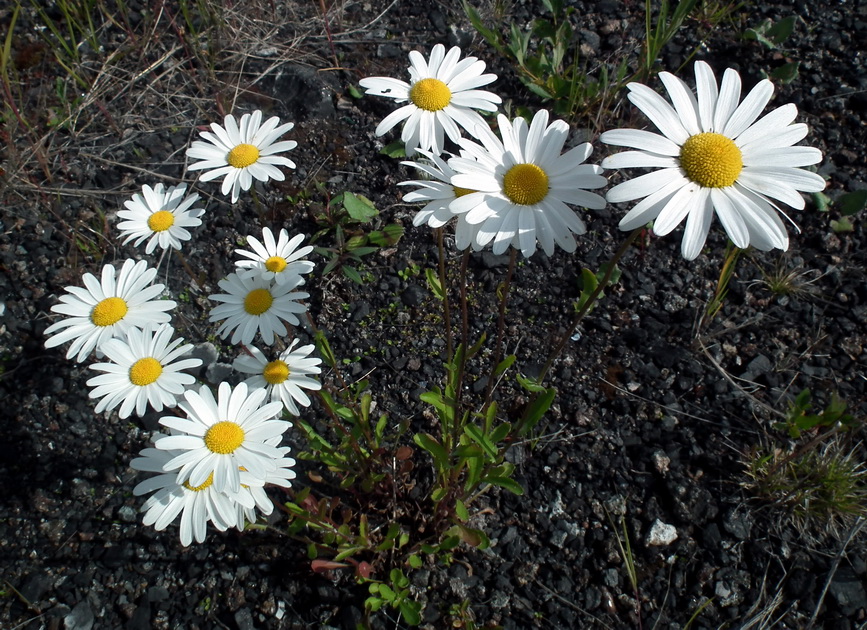 Image of Leucanthemum vulgare specimen.
