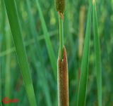 Typha austro-orientalis