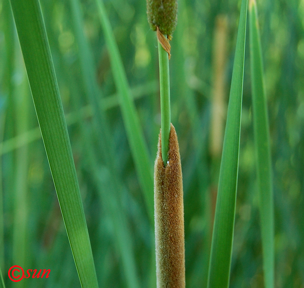 Изображение особи Typha austro-orientalis.