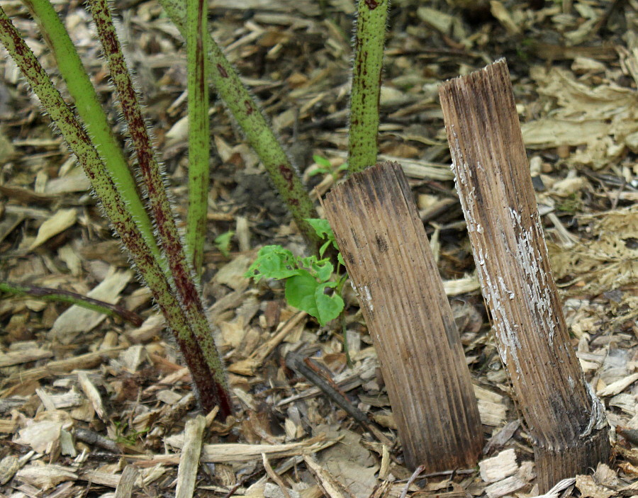 Image of Heracleum lanatum specimen.